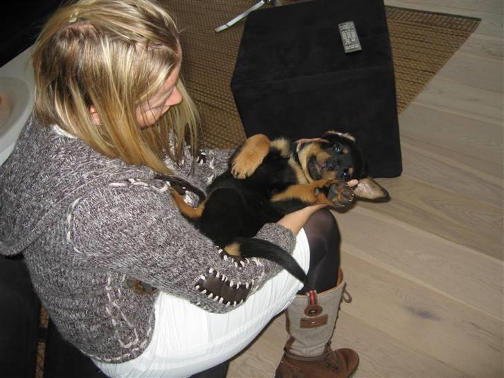 Rottweiler Jack (Heitah´s Quido) billede 16
