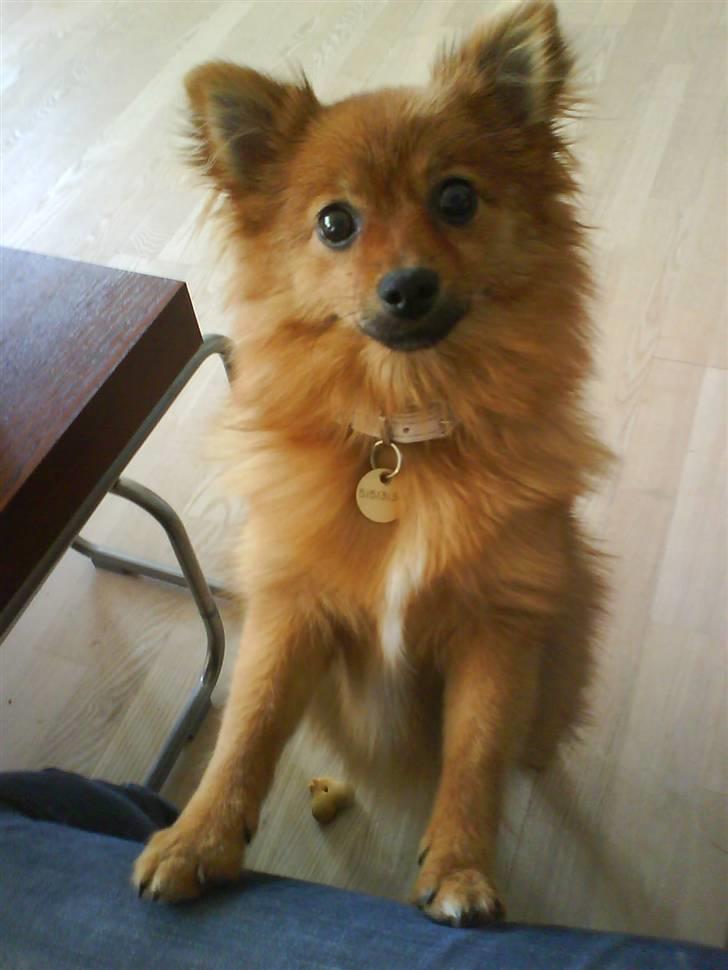 Pomeranian Frk. Smilla billede 2