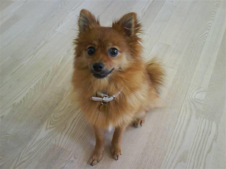 Pomeranian Frk. Smilla billede 4