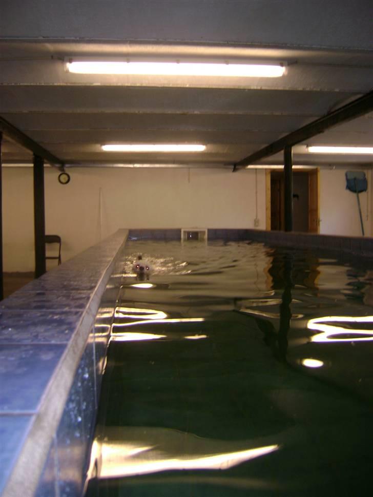 Bichon havanais Jabir's Danés Jalapeno - 10 meter langt bassin. Kan svømme over 20 baner billede 10