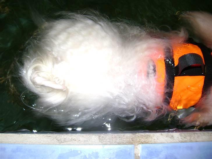 Bichon havanais Jabir's Danés Jalapeno - Det går stærkt - Flydende pels og en bette hale som periskop billede 11