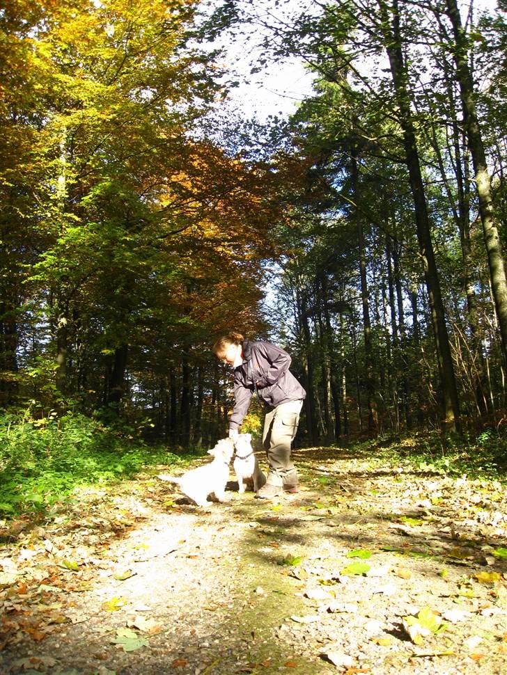 Blanding af racer Bossa Nova - Skoven er fantastisk smuk. Okt 2007 billede 10