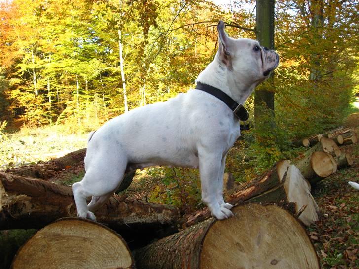 Blanding af racer Bossa Nova - Smukke Bossa :) billede 11