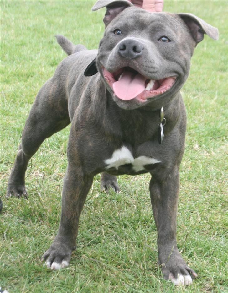 Staffordshire bull terrier Lucifer - Lucifer 9 mdr gammel billede 2