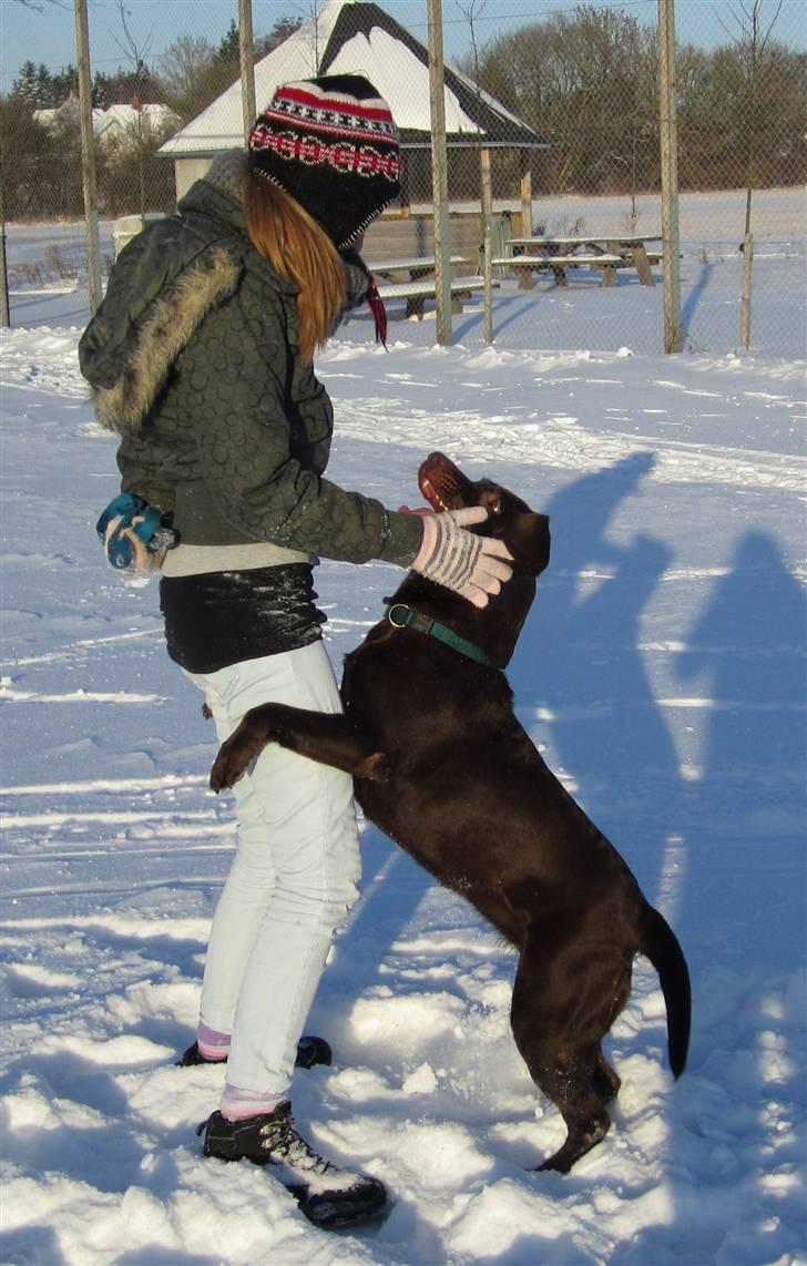 Labrador retriever *Formel 1* Sally (sørøver sally) - Lege lege lege danse danse danse. Hold k*ft og giv mig et kram .jeg elsker dig! billede 9