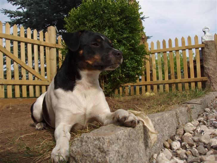 Dansk svensk gaardhund Anton  - overblik billede 10