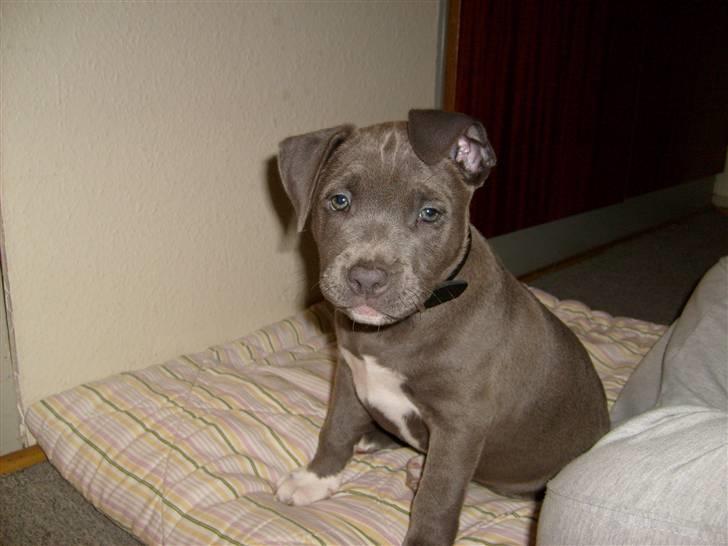 Amerikansk staffordshire terrier Akeela - Akeela 9 uger billede 1