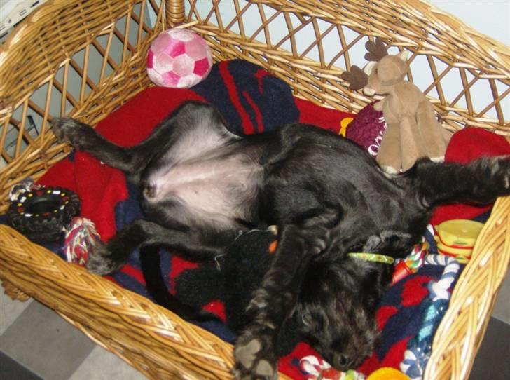 Blanding af racer Laika 18/7 - uhhh elsker min kurv billede 9