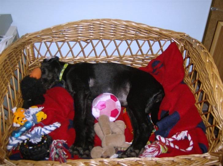 Blanding af racer Laika 18/7 - elsker den kurv rædy meget billede 10