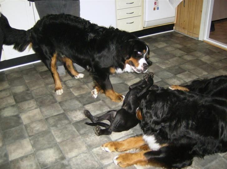 Blanding af racer Laika 18/7 - mig og mine to berner fætre billede 11