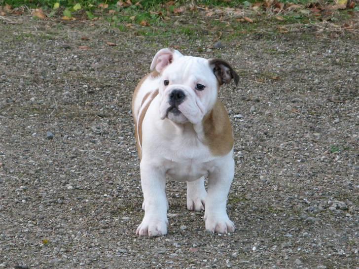 Engelsk bulldog Arnold - Hvad var det.? Jeg tror det var første gang jeg så en fugl. billede 6