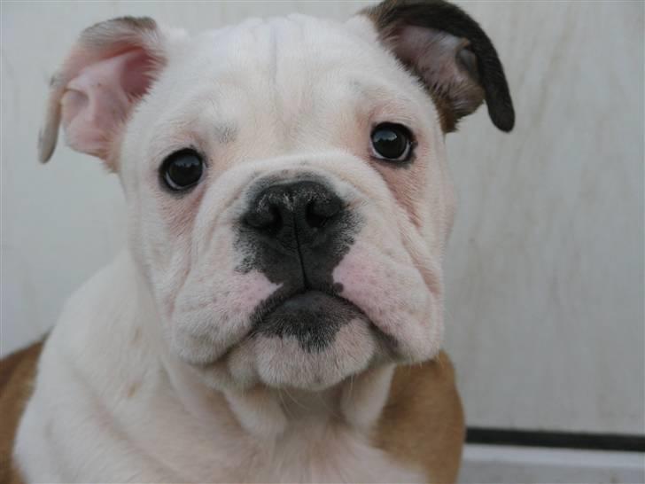 Engelsk bulldog Arnold - Far elsker at tage billeder af mig. billede 7