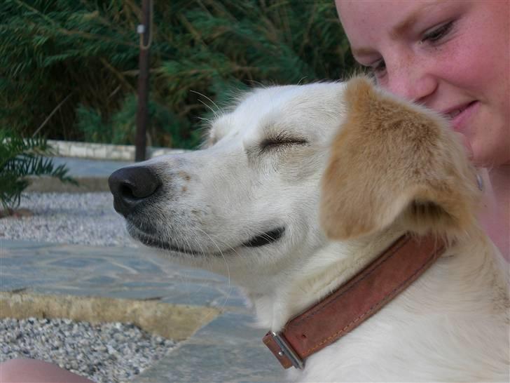 Blanding af racer Honey - se hvor hun smiler<3 billede 9