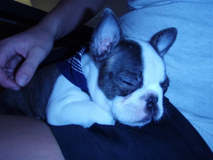 Boston terrier Elvis billede 4