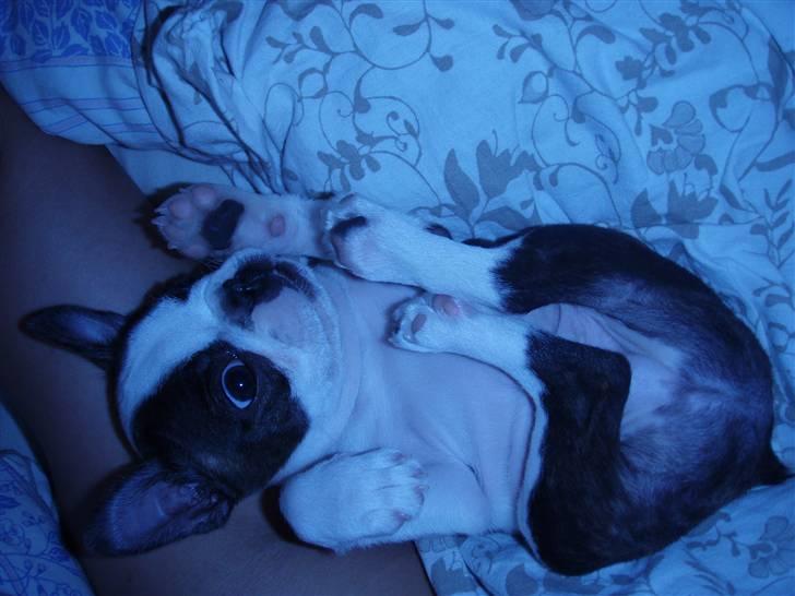 Boston terrier Elvis billede 5