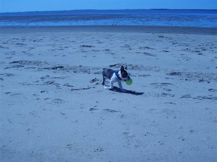 Boston terrier Elvis billede 6