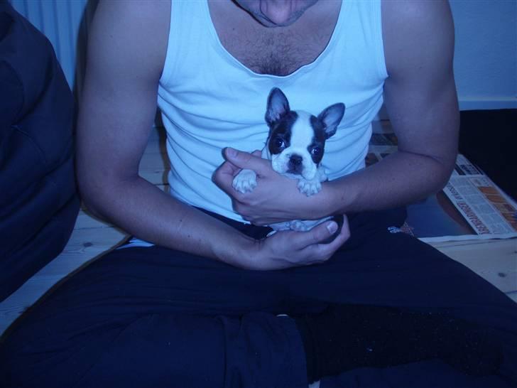 Boston terrier Elvis billede 7