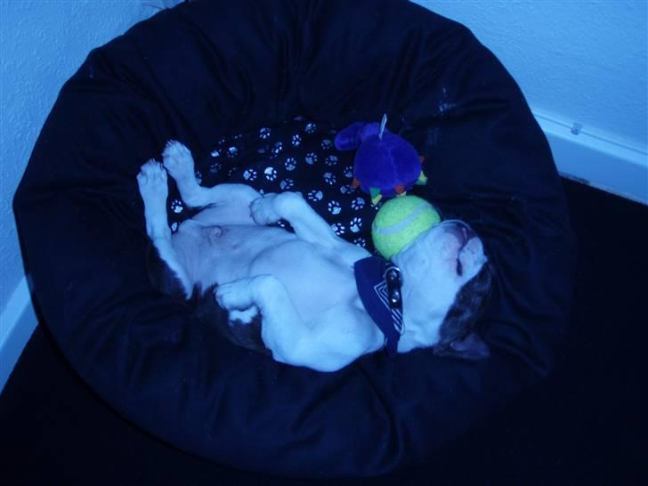 Boston terrier Elvis billede 8