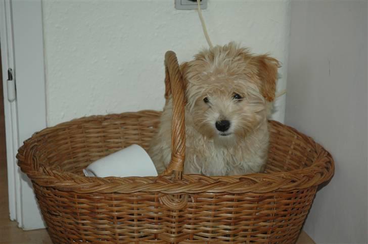 Løwchen Katongo billede 7