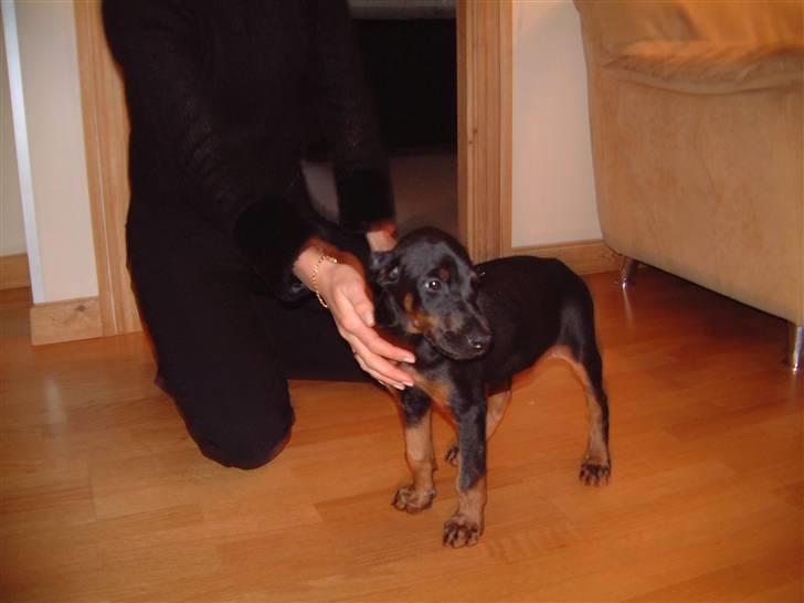 Dobermann Jagger(død):( - Dagen efter vi købte ham. billede 1