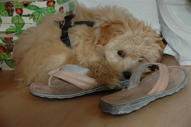 Løwchen Katongo billede 9