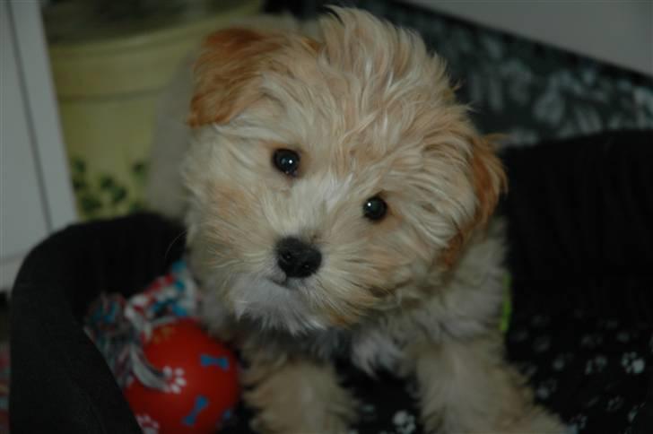 Løwchen Katongo billede 10