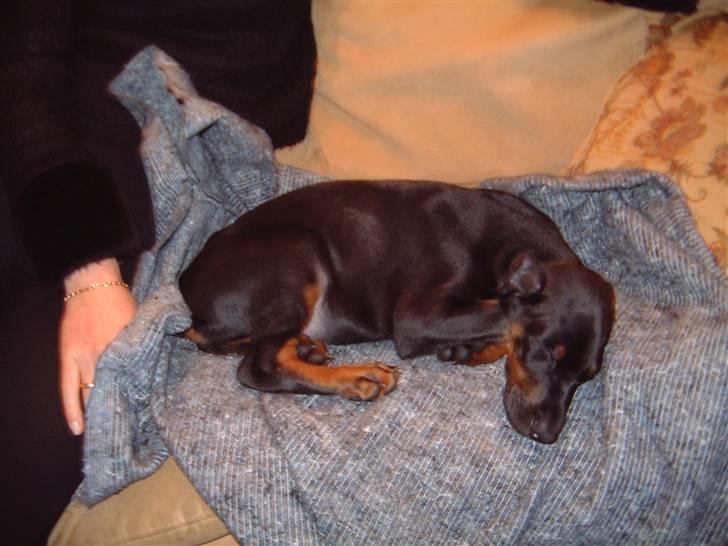 Dobermann Jagger(død):( - her sover han. billede 2