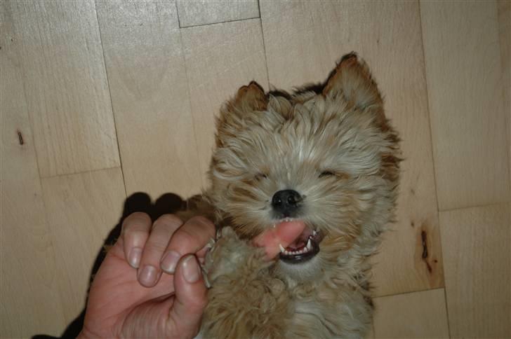 Løwchen Katongo billede 11