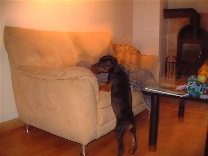 Dobermann Jagger(død):( - her er han på vej op og sove billede 3