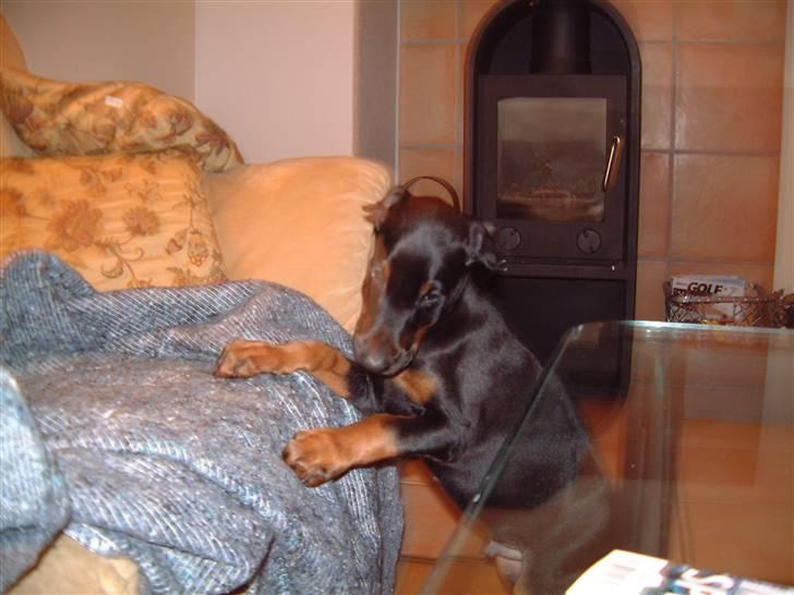 Dobermann Jagger(død):( billede 4