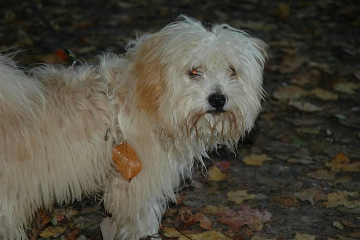 Løwchen Katongo billede 12