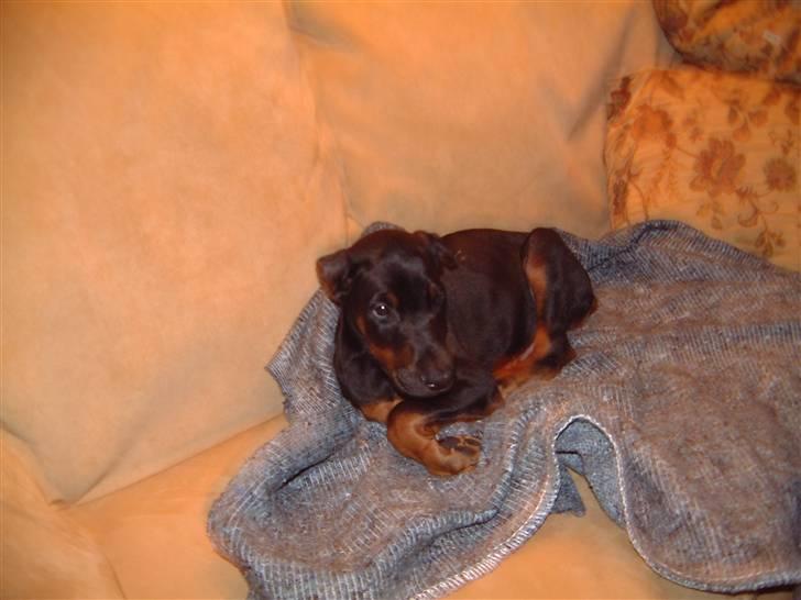 Dobermann Jagger(død):( billede 5