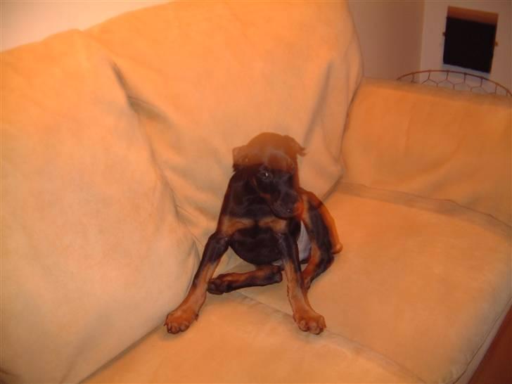 Dobermann Jagger(død):( billede 6