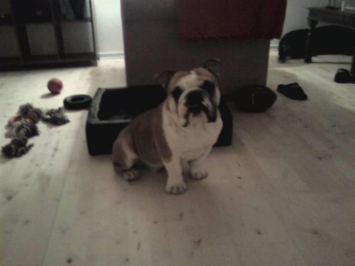 Engelsk bulldog J.J Kaldt Pølle. billede 6