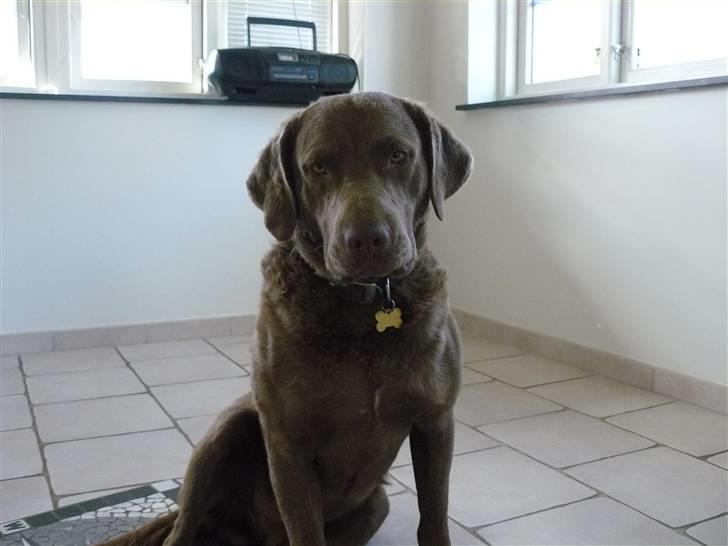 Chesapeake bay retriever Workmate Danish Dynamite billede 6