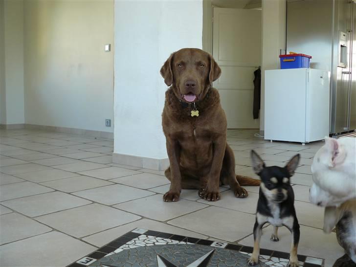 Chesapeake bay retriever Workmate Danish Dynamite billede 7