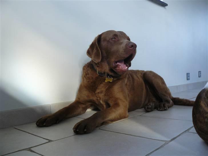 Chesapeake bay retriever Workmate Danish Dynamite billede 8