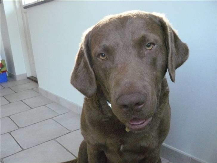 Chesapeake bay retriever Workmate Danish Dynamite billede 9