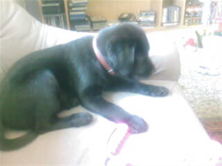 Labrador retriever Trunte * passede/min* - hvad er der, derned..?? billede 8