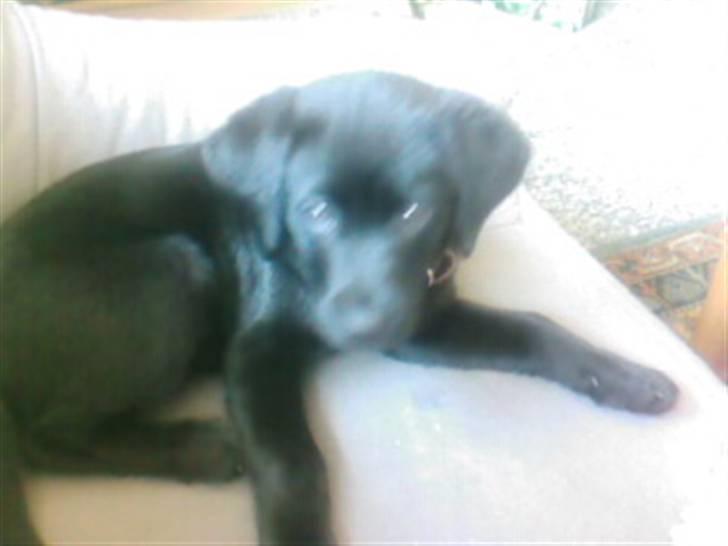 Labrador retriever Trunte * passede/min* - hvad har du nu gang i.. billede 9