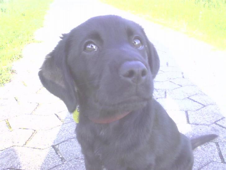 Labrador retriever Trunte * passede/min* - bedste billed af hende :) mit liv er gået i stå. :´( billede 10