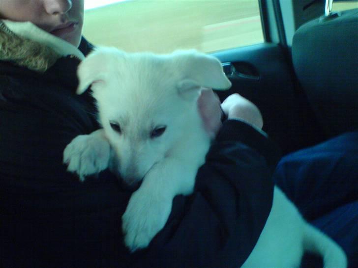 Hvid schæfer Kenzo *RIP* SAVNER DIG - På hjemturen.. op til far.. billede 1