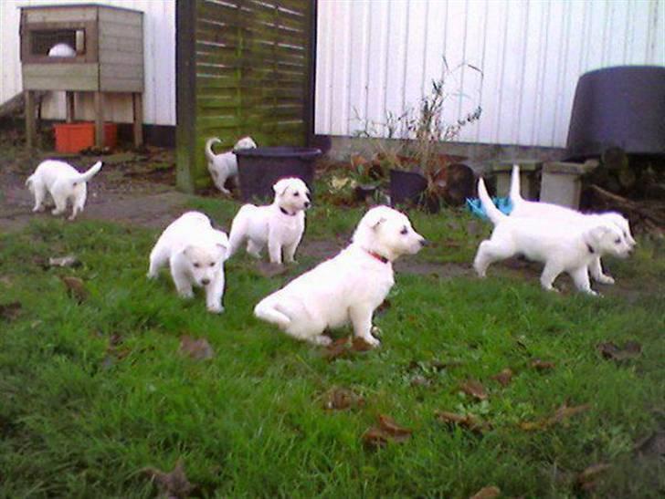 Hvid schæfer Kenzo *RIP* SAVNER DIG - Kan du finde "Holger"? :) billede 2