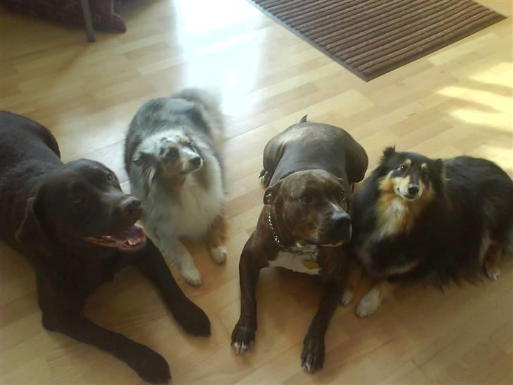 Amerikansk staffordshire terrier shila - alle shilas veninder på rad og række billede 8