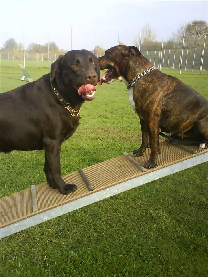 Amerikansk staffordshire terrier shila - jubii agillity billede 9