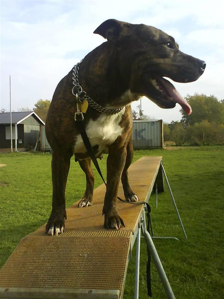 Amerikansk staffordshire terrier shila - lækker lækker tøs billede 10