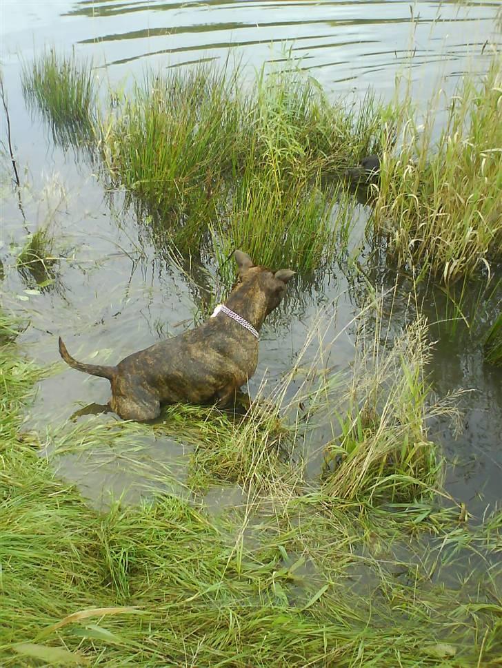 Amerikansk staffordshire terrier shila - yes en tur i søen elsker vand billede 12