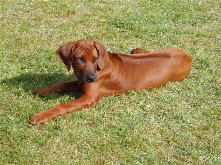 Rhodesian ridgeback Zugo Lullu Barbar billede 6