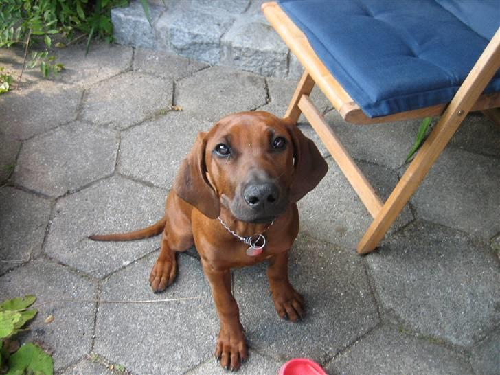 Rhodesian ridgeback Zugo Lullu Barbar billede 7