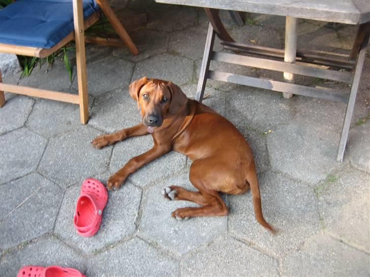 Rhodesian ridgeback Zugo Lullu Barbar billede 8